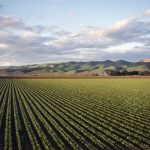 Rolnictwo ekologiczne w Europie: rozwój, wyzwania i perspektywy